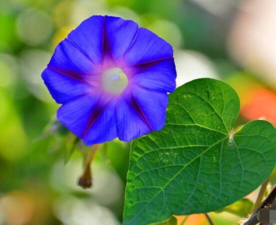 牵牛花什么季节开花，每年的夏秋开花(6-10月)