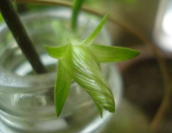 牵牛花可以水培吗，牵牛花水培方法"
