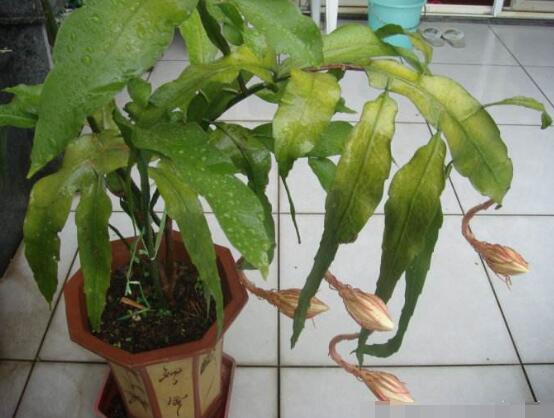 昙花换盆注意事项，只需要注意五个要点即可"