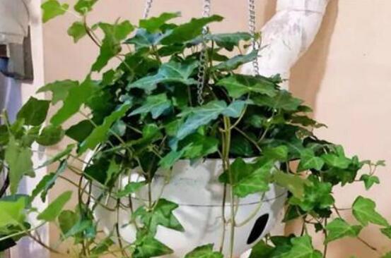 常春藤开花吗，花期从秋季一直到春季"