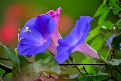 牵牛花传播种子的方法，通过风和鸟类进行传播"