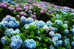 绣球花怎么繁殖，绣球花的扦插方法"