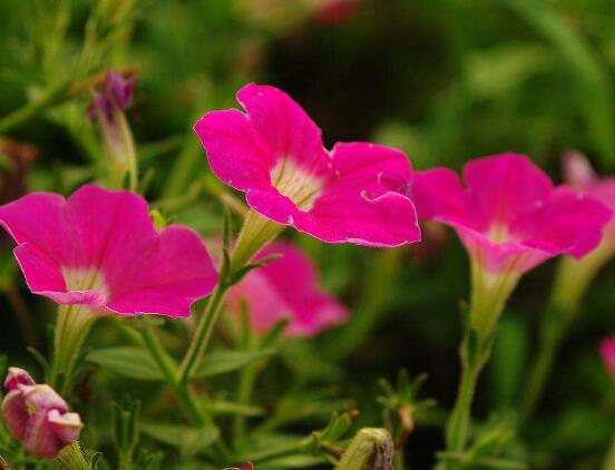 牵牛花怎么修剪，牵牛花修剪方法"