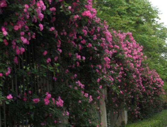 蔷薇花花期，蔷薇花在哪个季节开"