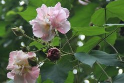 木芙蓉花有蕾不开花怎么回事，影响植株开花的5大因素"