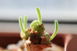 碧光环怎样繁殖，详解碧光环如何扦插与播种"