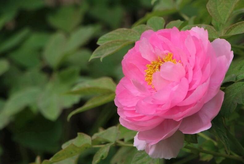 牡丹花的寓意和象征，代表着典雅高贵和富贵吉祥"