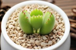 熊童子浇水方法，不同的季节有不同的要点"