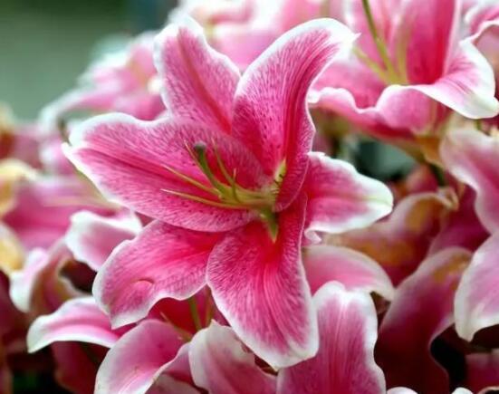 百合花养水里能活多久，做好五个要点可存活百日以上"