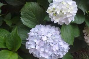 绣球花什么时候开花，绣球花一年开几次花"