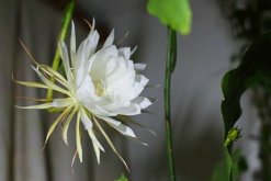 仙人球花和昙花的区别，介绍四种不同之处"