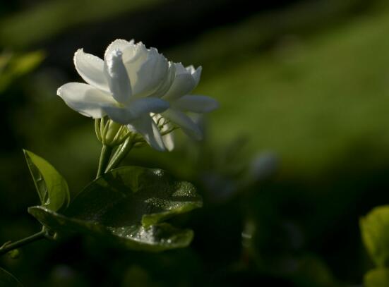 茉莉花什么时候开花，茉莉花一年可开三次花"