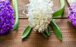 风信子一年开几次花(一年开一次)，介绍一年开两次花的方法"