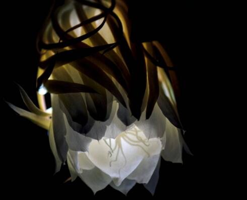 昙花种子种植方法，白天接受足够的光照晚上才能开花"