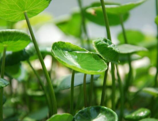 铜钱草泡水喝的作用，利尿排石、抗炎消炎"