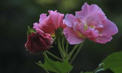 木芙蓉花的繁殖方法，木芙蓉的繁殖步骤详解"