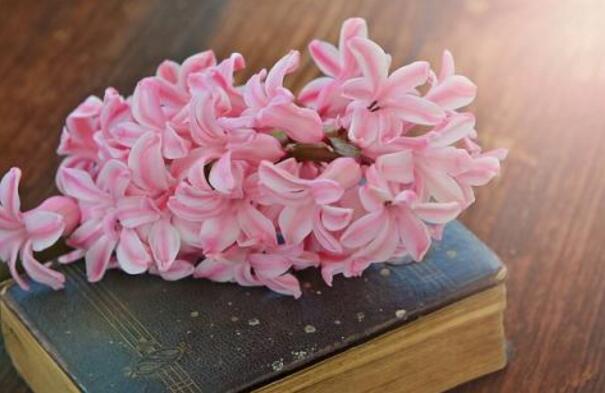 风信子花期是什么时候，不同的品种不同的时间"