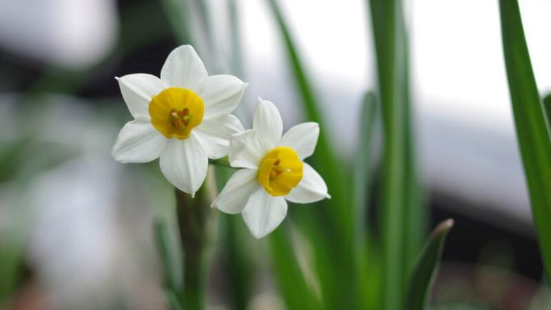 水仙花的养殖方法"