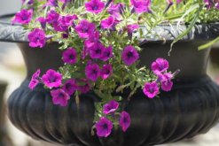 关于牵牛花的介绍，牵牛花简介"