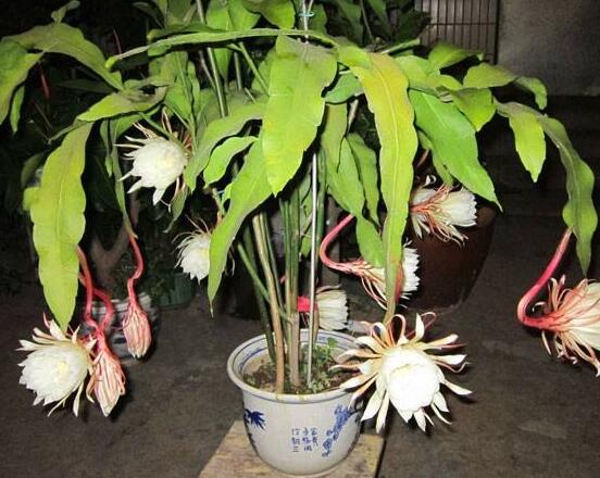 昙花的繁殖方法，盘点最常见的三种繁殖方法(扦插/播种/嫁接)"